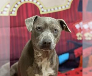 American Pit Bull Terrier-Catahoula Leopard Dog Mix Dogs for adoption in Placerville, CA, USA