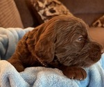 Small Photo #8 Labradoodle Puppy For Sale in PUEBLO, CO, USA