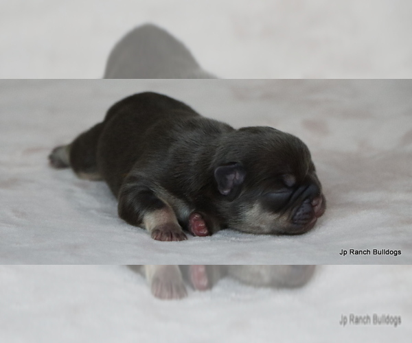 Medium Photo #2 French Bulldog Puppy For Sale in WINNSBORO, TX, USA