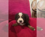 Image preview for Ad Listing. Nickname: Stella