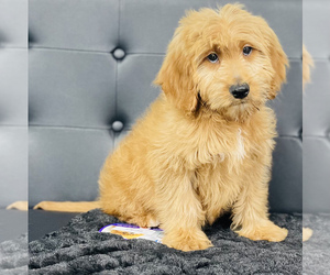 Goldendoodle-Poodle (Toy) Mix Puppy for sale in CINCINNATI, OH, USA
