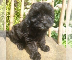 Aussiedoodle-Poodle (Toy) Mix Puppy for sale in BLAIN, PA, USA