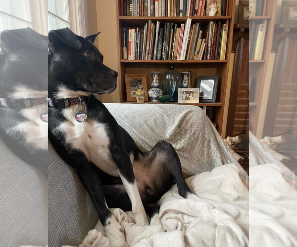 Medium Photo #11 Labrador Retriever-Unknown Mix Puppy For Sale in Doylestown, PA, USA