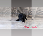 Puppy Black Male 2 Great Dane