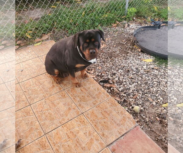 Medium Photo #1 Rottweiler Puppy For Sale in Miami, FL, USA