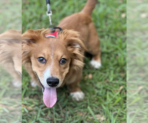 Medium Photo #4 Dachshund-Unknown Mix Puppy For Sale in Weston, FL, USA