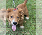 Small #3 Dachshund Mix