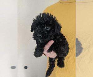 Poodle (Toy)-Yorkshire Terrier Mix Puppy for sale in SPENCER, TN, USA