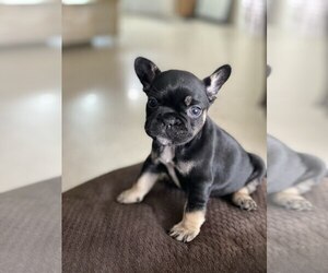 French Bulldog Puppy for Sale in WEST PALM BEACH, Florida USA