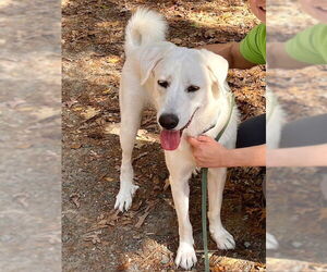 Anatolian Pyrenees Dogs for adoption in Croydon, NH, USA