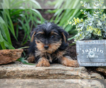 Small Photo #16 Yorkshire Terrier Puppy For Sale in QUARRYVILLE, PA, USA