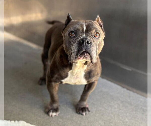 Medium Photo #1 Staffordshire Bull Terrier Puppy For Sale in San Bernardino, CA, USA