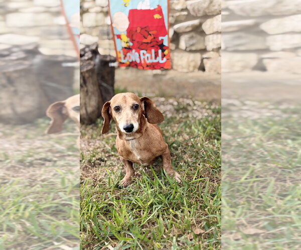Medium Photo #2 Dachshund Puppy For Sale in FRAMINGHAM, MA, USA