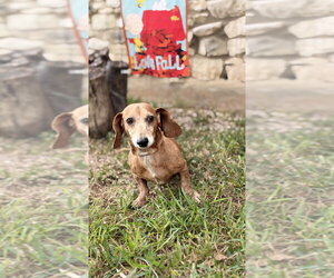 Max D - Male Dachshund Dog for Adoption - Photo #2