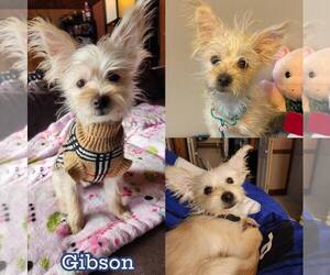 Poodle (Miniature)-Unknown Mix Dogs for adoption in Rochester, NY, USA