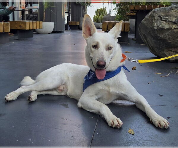 Medium Photo #2 - Mix Puppy For Sale in Phoenix, AZ, USA