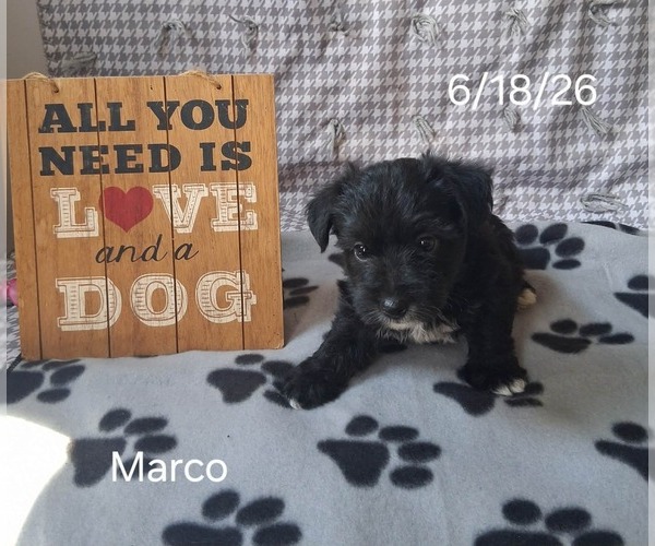 Medium Photo #3 Yo-Chon Puppy For Sale in MOUNT PLEASANT, MI, USA