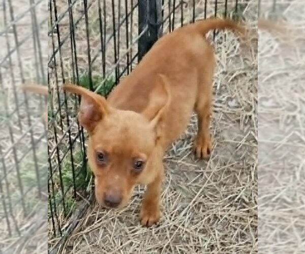 Medium Photo #3 Miniature Pinscher-Unknown Mix Puppy For Sale in Wakefield, RI, USA
