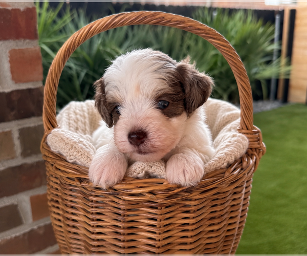 Medium Photo #4 Schnauzer (Miniature) Puppy For Sale in LAFAYETTE, LA, USA