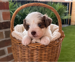 Small #3 Schnauzer (Miniature)