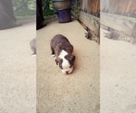 Puppy Only boy Boston Terrier