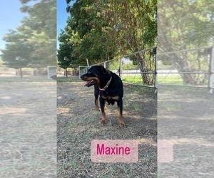 Rottweiler Puppy for sale in ELDERWOOD, CA, USA