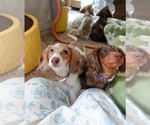 Small #3 Dachshund