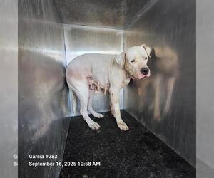 Mastiff-Unknown Mix Dogs for adoption in San Antonio, TX, USA