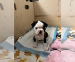 Small Photo #3 Boston Terrier Puppy For Sale in BEECH GROVE, IN, USA