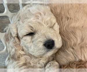Cock-A-Poo Puppy for sale in OREGON CITY, OR, USA