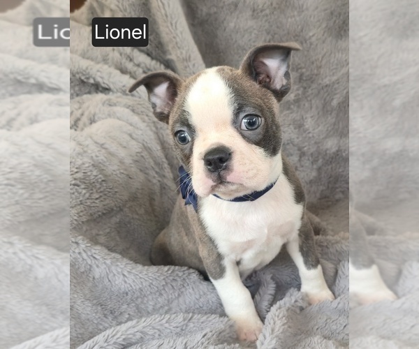Medium Photo #6 Boston Terrier Puppy For Sale in MINERAL WELLS, WV, USA