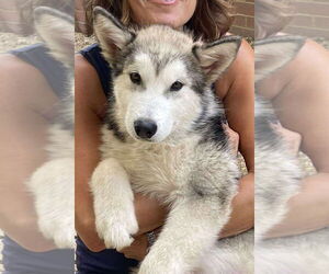 Alaskan Malamute Dogs for adoption in Matawan, NJ, USA