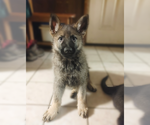 Small Photo #1 German Shepherd Dog Puppy For Sale in HARRIETTA, MI, USA