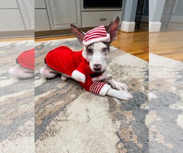 Medium Photo #6 Great Dane-Neapolitan Mastiff Mix Puppy For Sale in Huntersville, NC, USA