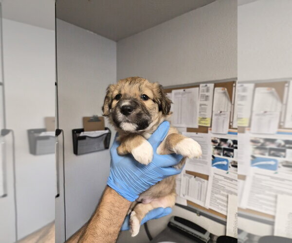Medium Photo #1 Aussie Pyrenees Puppy For Sale in Bolivar, MO, USA
