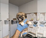 Dyson - Female Aussie Pyrenees Dog for Adoption - Small photo