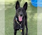 Small German Shepherd Dog Mix