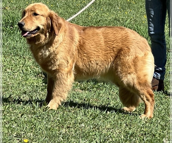 Medium Photo #1 Golden Retriever Puppy For Sale in NEOLA, WV, USA