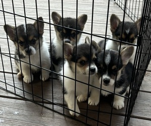 Pembroke Welsh Corgi Puppy for Sale in LANCASTER, Pennsylvania USA