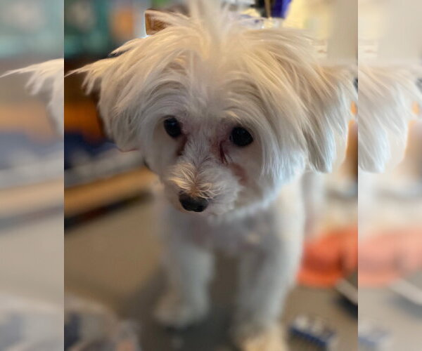 Medium Photo #5 Maltese Puppy For Sale in Techny, IL, USA