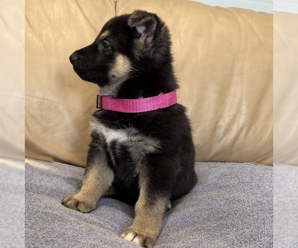 Medium Photo #57 German Shepherd Dog Puppy For Sale in BRIGHTON, CO, USA