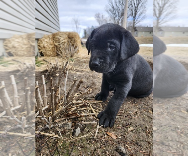 Medium Photo #1 Labrador Retriever Puppy For Sale in BARRON, WI, USA