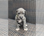Small Photo #8 Great Dane Puppy For Sale in GREENVILLE, NC, USA