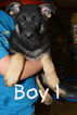 Small Photo #2 German Shepherd Dog Puppy For Sale in RISING SUN, IN, USA