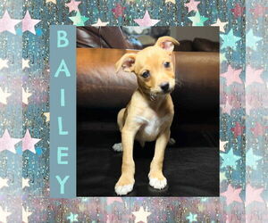 Chihuahua-Unknown Mix Dogs for adoption in Littleton, CO, USA