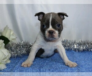 Boston Terrier Puppy for sale in FREDERICKSBG, OH, USA