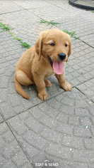 Golden Retriever Puppy for sale in PRESTON, IA, USA