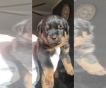 Small Photo #14 Rottweiler Puppy For Sale in PENSACOLA, FL, USA