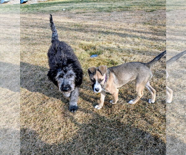 Medium Photo #11 Mutt Puppy For Sale in Sandy, UT, USA