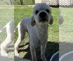 Small Photo #2 Poodle (Standard) Puppy For Sale in Pacolet, SC, USA